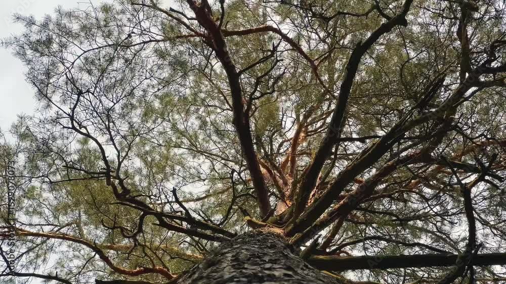 Aufkleber low angle view of a tall pine tree stretching its branches towards a cloudy sky, showcasing its text