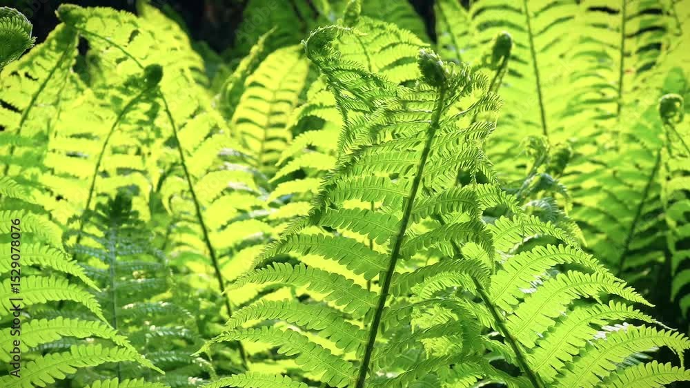 Poster vibrant green fern leaves unfurl, displaying intricate patterns and textures, illuminated by dappled