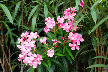 Variety of plants and flowers at flower market