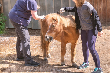 Shetland Pony Being Groomed by Child and Adult