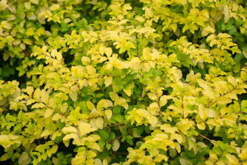 Variety of plants and flowers at flower market