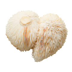 Lions Mane mushrooms © Sabbir