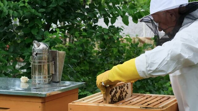 A beekeeper works with the bees and the hives in the apiary. a man in a protective suit at the apiary. Employee pulls the frame from the hive. a man pulls out the honeycomb with honey. Summer harvest