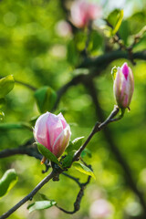 Obraz premium Magnolia buds bloom in springtime light at a serene garden setting