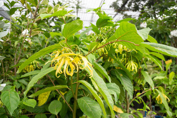 Variety of plants and flowers at flower market
