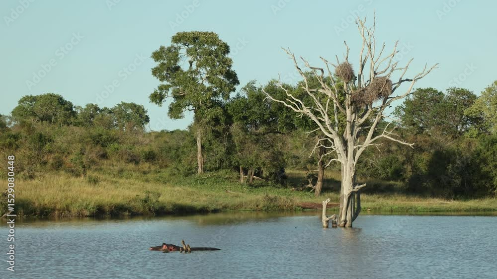 Poster a beautiful scenery of a hippo lying in a dam with a huge dead tree with bird nests standing in the 
