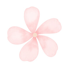 pink flower isolated on white
