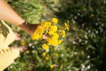 Woman holding bouquet of yellow wildflowers in meadow