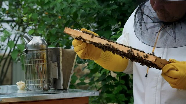 A beekeeper works with the bees and the hives in the apiary. a man in a protective suit at the apiary. Employee pulls the frame from the hive. a man pulls out the honeycomb with honey. Summer harvest