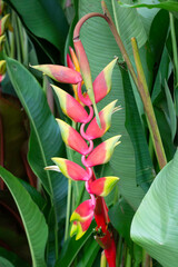 Variety of plants and flowers at flower market