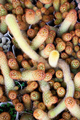 Variety of plants and flowers at flower market