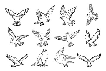 Outline illustrations of falcons in various poses