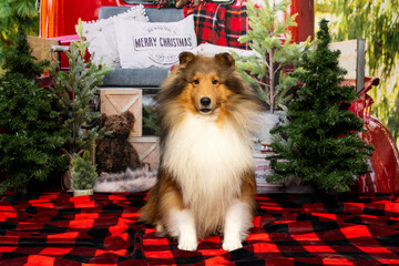 Sheltie Dog in Rustic Christmas Outdoor Scene