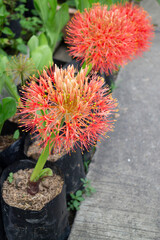 Variety of plants and flowers at flower market