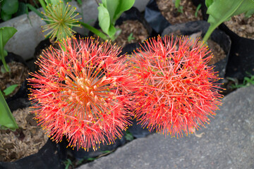 Variety of plants and flowers at flower market