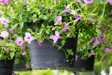 Variety of plants and flowers at flower market