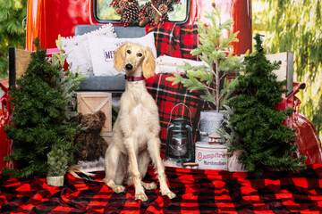 
Saluki Dog Sitting in Festive Christmas Setup