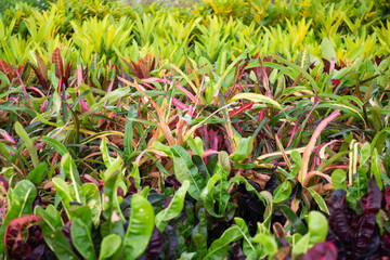 Variety of plants and flowers at flower market