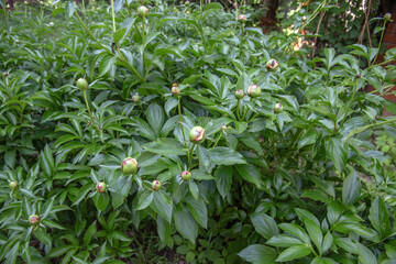 Peony bushes with closed large buds in a lush green garden