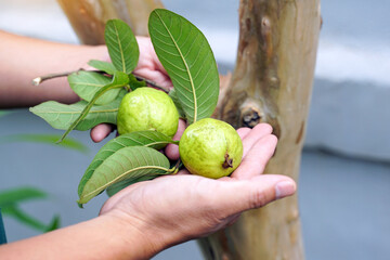 The guava fruit in the palm of your hand is a fruit that is high in vitamin C. The taste is sweet and slightly sour.