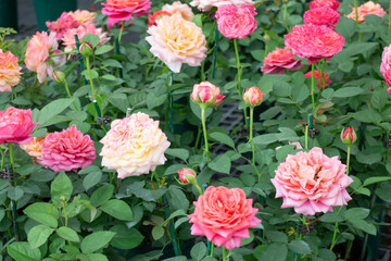 Variety of plants and flowers at flower market
