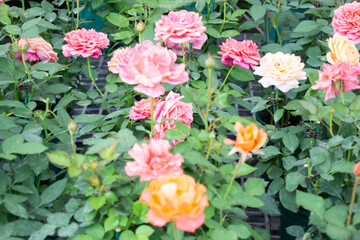 Variety of plants and flowers at flower market