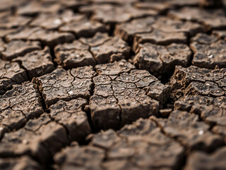 Obraz premium Arid Ground Network