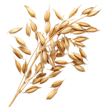 Oat ears Avena sativa seeds