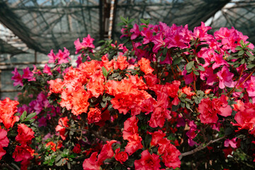 Vibrant  Azalea Flowers in a Greenhouse