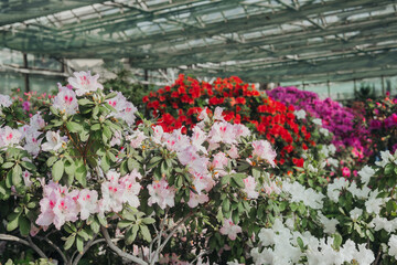 Azalea Flowers in a Greenhouse