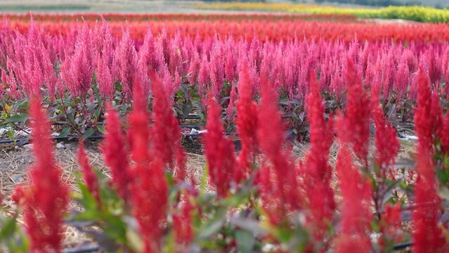 Colorful celosia or cockscombs flower field with mountain background.