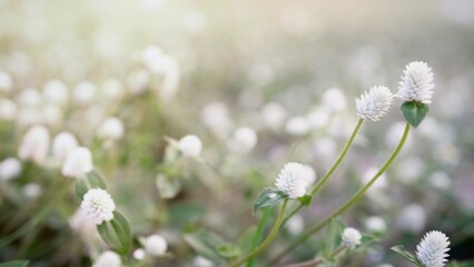 Selective focus Gomphrena globosa flower in garden, soft focus, shallow depth of field