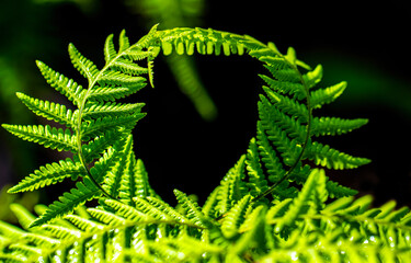 green fern leaves