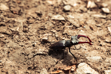 Lucanus cervus, known as the European stag beetle, or the greater stag beetle.
