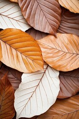 Dry brown leaves clustered together. Different colors of foliage. Veins are visible. Fall season backdrop. Natural leaf pattern.