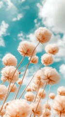 Delicate floral seeds bloom against a pastel blue sky. Fluffy blossoms with thin stems reach upward toward sunlight. Soft focus natural springtime backdrop.