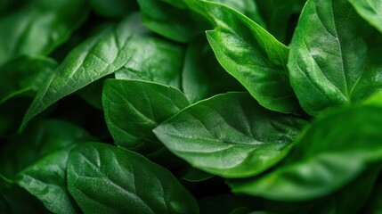 A vivid close-up of fresh basil leaves showcases their vibrant green texture and rich color, emphasizing their aromatic qualities and natural beauty in culinary applications.