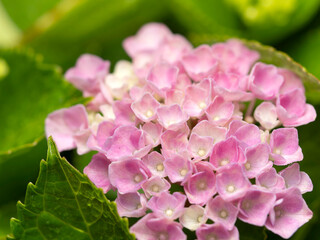 ピンク色の小さな紫陽花
