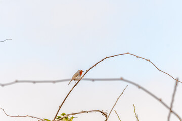 Erithacus rubecula pertenece a la familia de Muscicapidae.