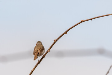 Erithacus rubecula pertenece a la familia de Muscicapidae.