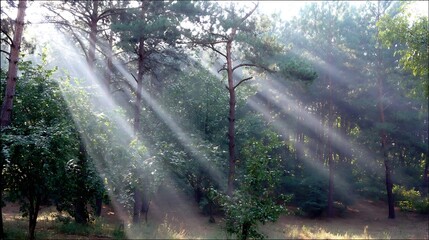 Obraz premium Sunbeams through trees in green forest
