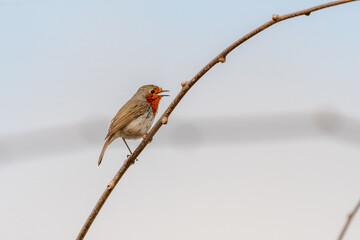 Erithacus rubecula pertenece a la familia de Muscicapidae.