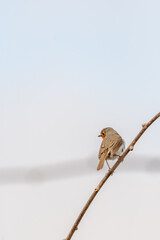 Erithacus rubecula pertenece a la familia de Muscicapidae.