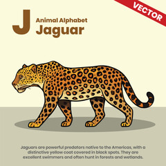 Jaguar animal alphabets A to Z vector style infographic including explanation