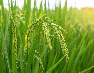 A close-up of green rice ears (unripe Thai rice) gently drooping under their weight in a lush paddy field. The grains are still young, light green with slightly translucent husks, surrounded by vibran