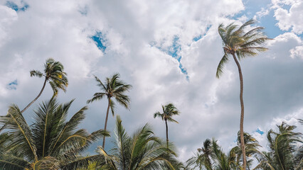 all palm trees swaying under tropical blue sky on sunny day