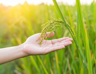 A close-up shot of a woman's hand gently holding a stalk of unripe Thai jasmine rice (Hom Mali variety). The rice ear is pale green, slightly translucent, with tightly packed grains still in their hus