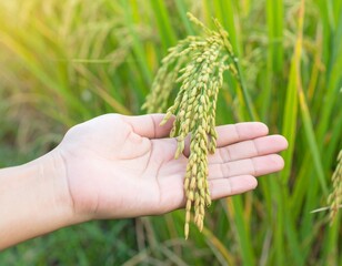 A close-up shot of a woman's hand gently holding a stalk of unripe Thai jasmine rice (Hom Mali variety). The rice ear is pale green, slightly translucent, with tightly packed grains still in their hus