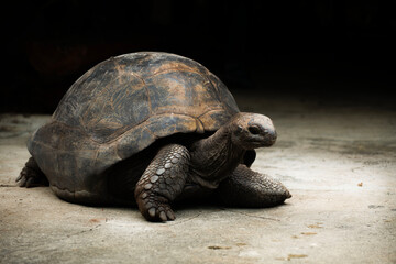 turtle on a rock