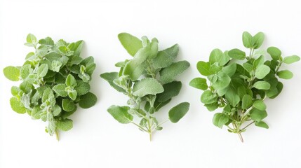 Minimal herb layout: marjoram, sage, and thyme, top view on white